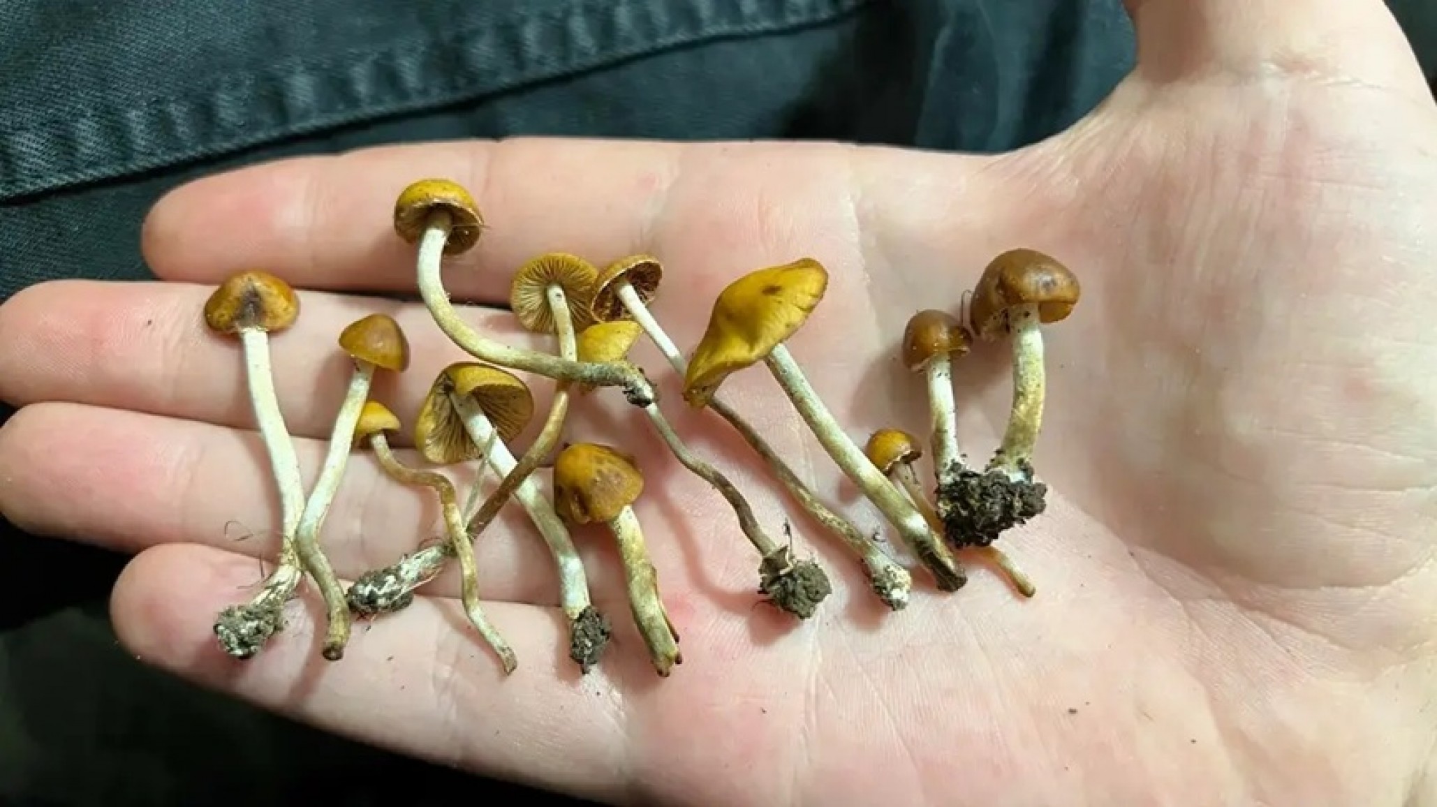 Avance científico: un tratamiento con hongos logra reducir drásticamente la adicción a la cocaína