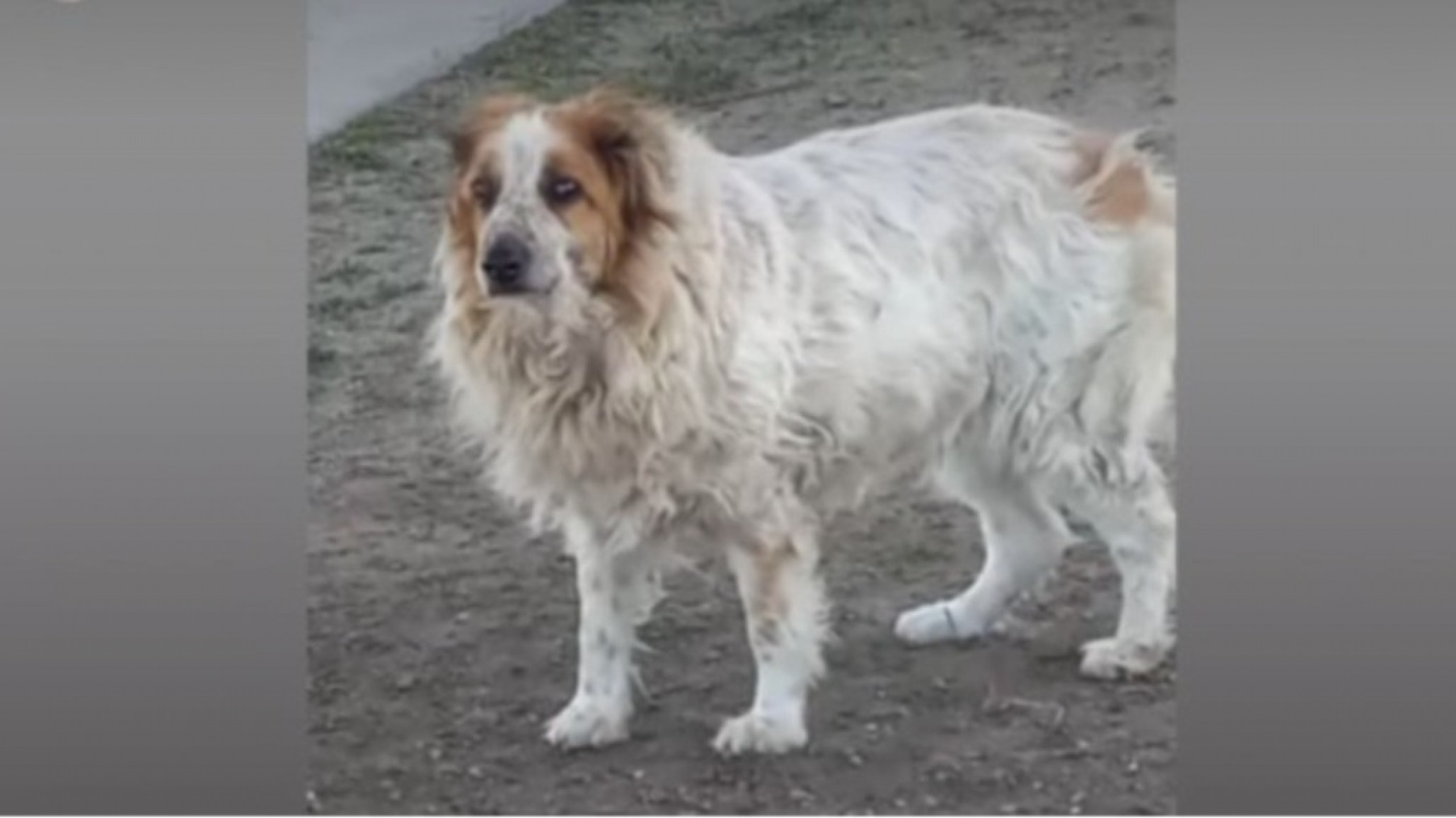 Buscan un hogar urgente para una perrita viejita que apareció sola en Km 8: "Solo necesita amor"