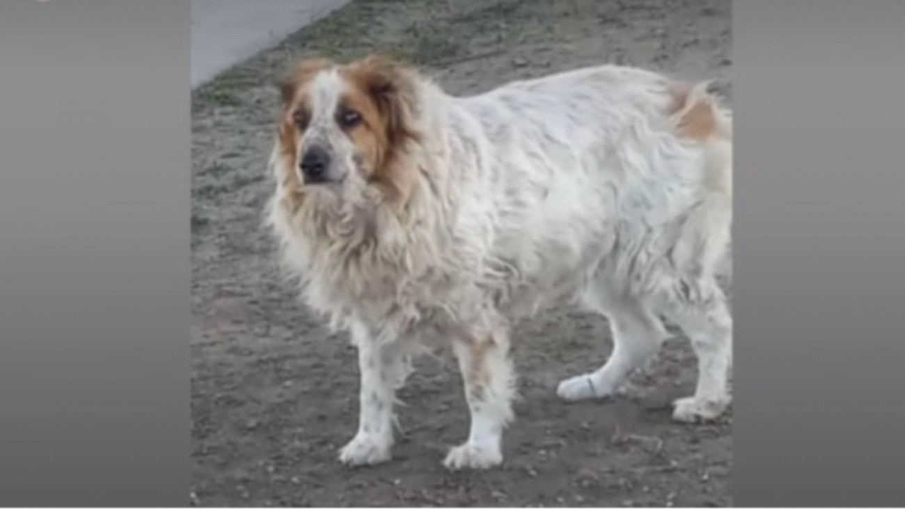 Buscan un hogar urgente para una perrita viejita que apareció sola en Km 8: "Solo necesita amor"