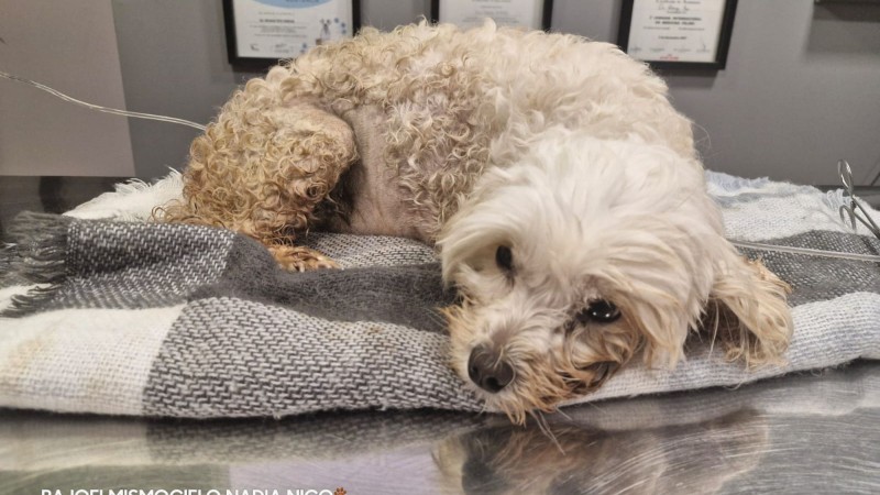Indignación en Comodoro: murió un perro tras agonizar dos días y piden ayuda para afrontar los costos veterinarios