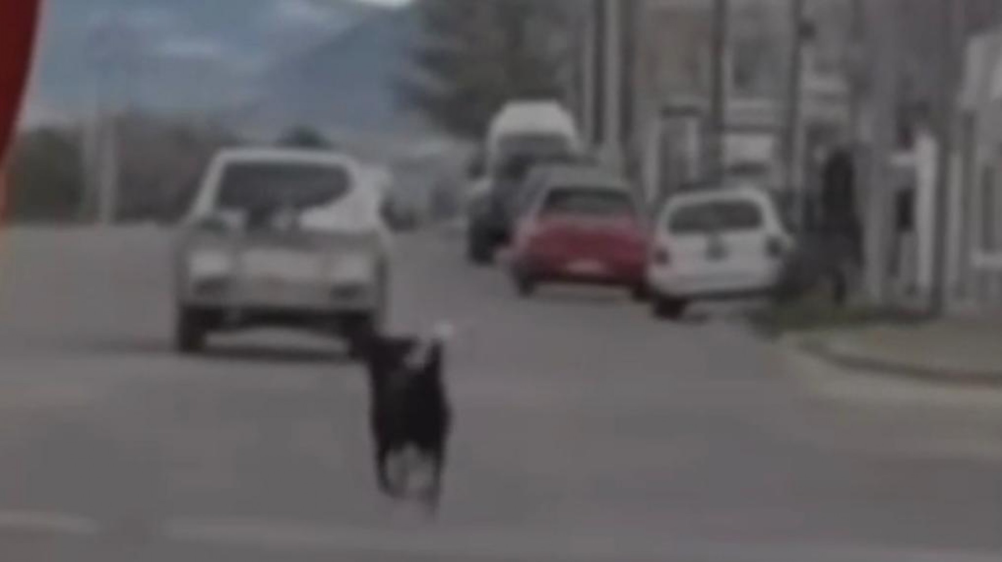 Indignación en Comodoro: denuncian que abandonaron a un perro sobre Ruta 3 en Km 5