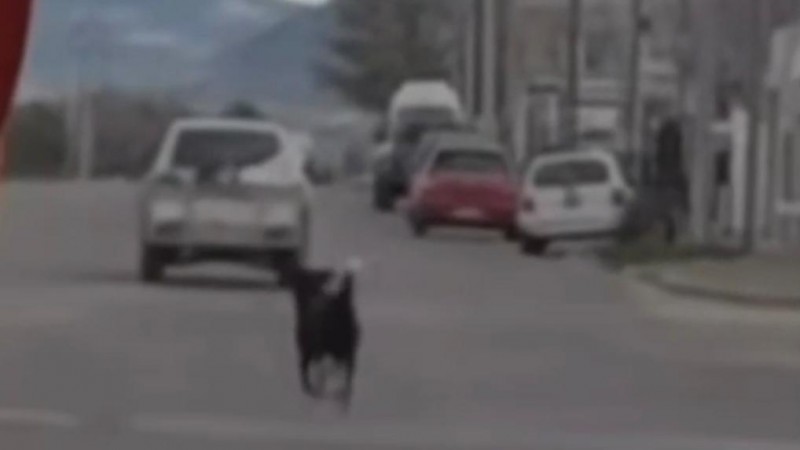 Indignación en Comodoro: denuncian que abandonaron a un perro sobre Ruta 3 en Km 5