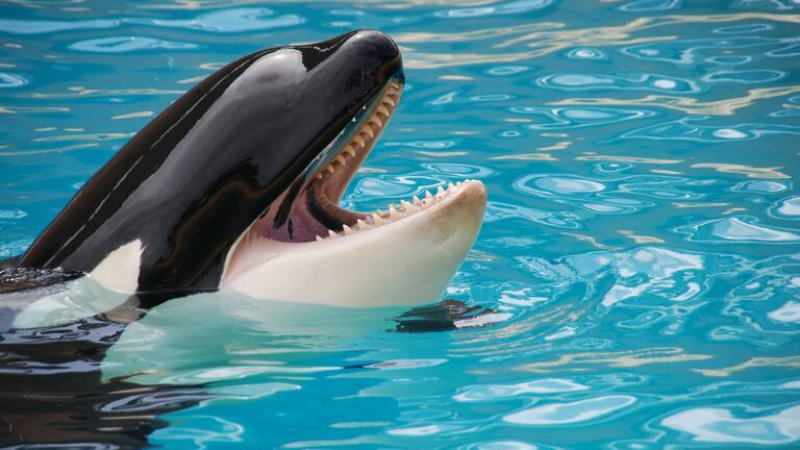 Una orca confundió a una persona con un lobo marino y provocó un momento de terror