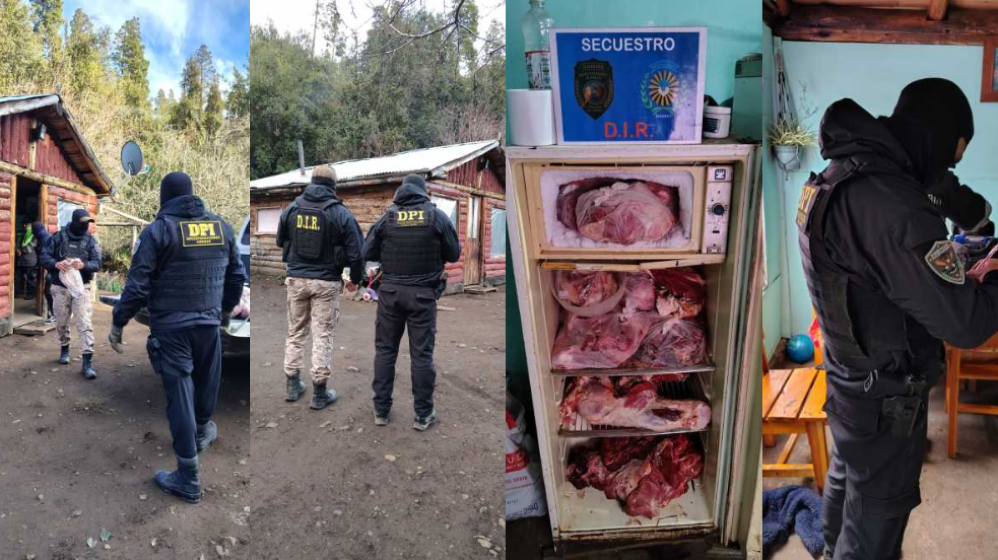 Chubut: robó una vaca de 250 kilos, la carneó y horas después encontraron la carne en el freezer