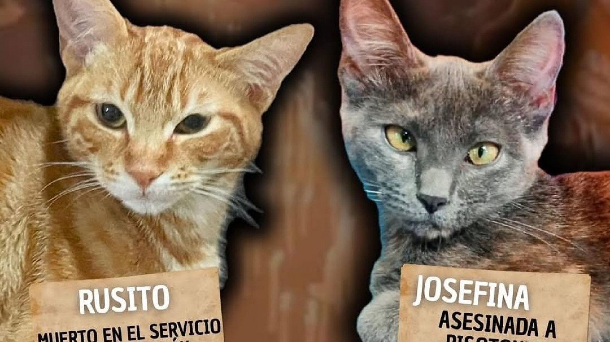 Maltrato animal en Comodoro: realizarán una vigilia para reclamar justicia por la muerte de dos gatos