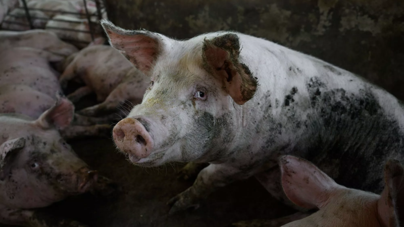 Confirmaron un caso de triquinosis en El Hoyo y advierten sobre el consumo de carne de cerdo sin control sanitario