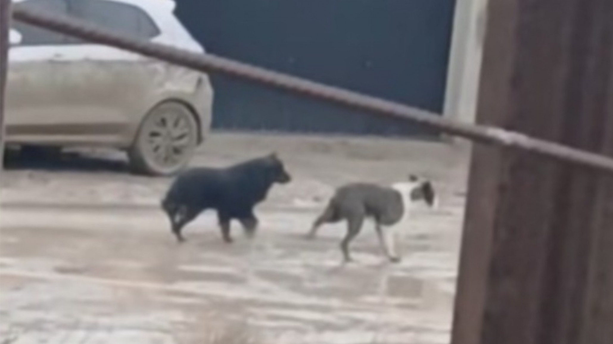 Piden ayuda para un perro ciego y una perrita abandonada en Comodoro: "Hace rato vengo publicando y nadie se ofrece"