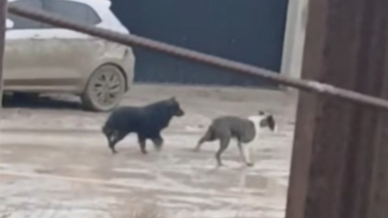 Piden ayuda para un perro ciego y una perrita abandonada en Comodoro: "Hace rato vengo publicando y nadie se ofrece"