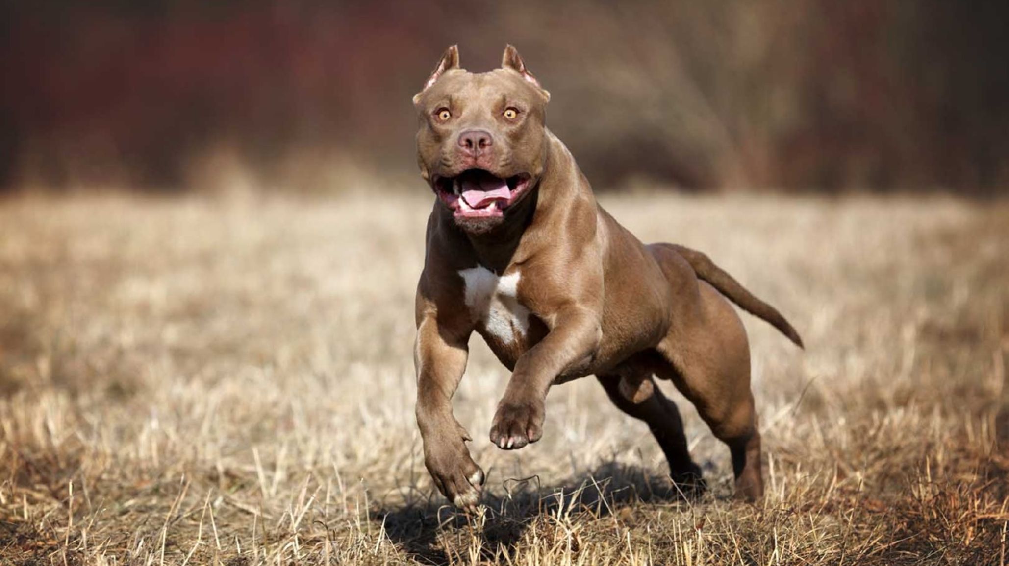 Chubut: un pitbull suelto atacó a un transeúnte en un comercio y el dueño debió pagar 5 millones de pesos
