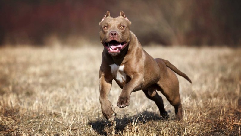 Chubut: un pitbull suelto atacó a un transeúnte en un comercio y el dueño debió pagar 5 millones de pesos
