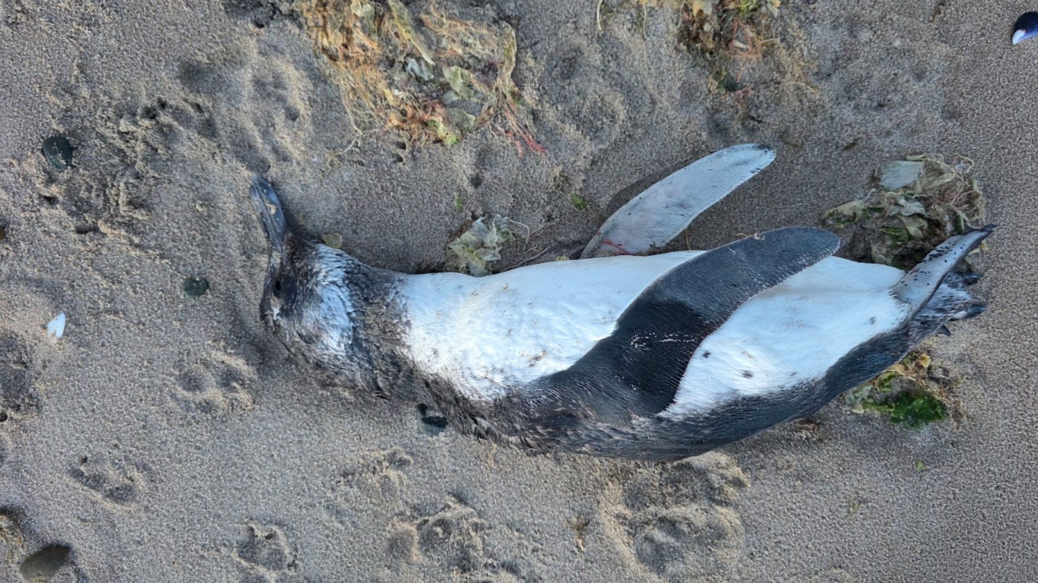 Pingüinos muertos en la costa: descartan alarma y afirman que es una situación esperable para la época