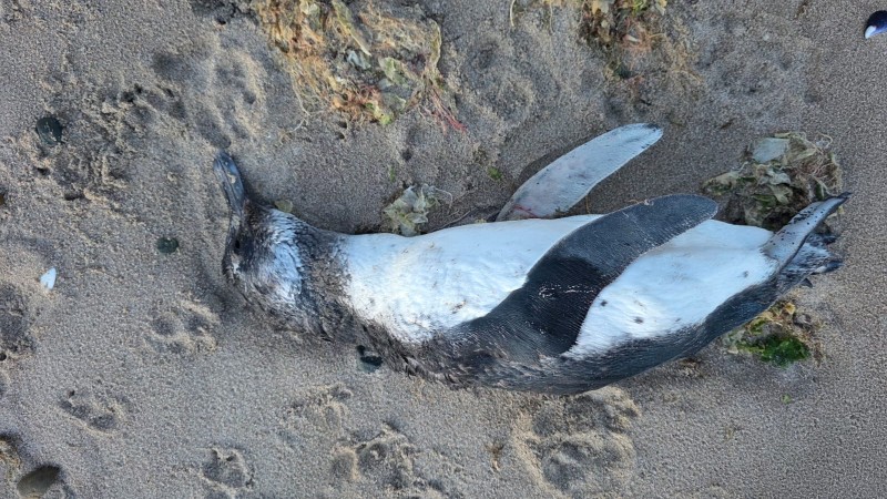 Pingüinos muertos en la costa: descartan alarma y afirman que es una situación esperable para la época