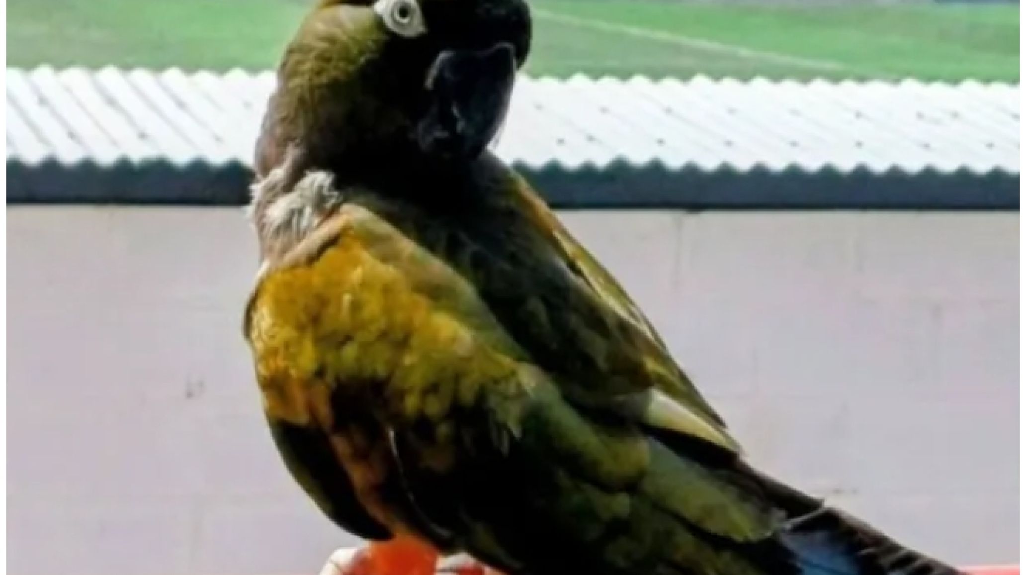 Pepa volvió a desaparecer y Diadema se moviliza para encontrar a su mascota más querida