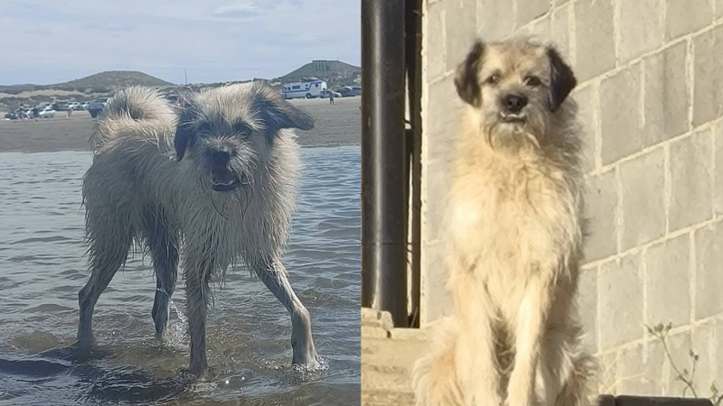Desaparecida en Comodoro: la última pista de Sofía, la perrita buscada en el barrio Roque González
