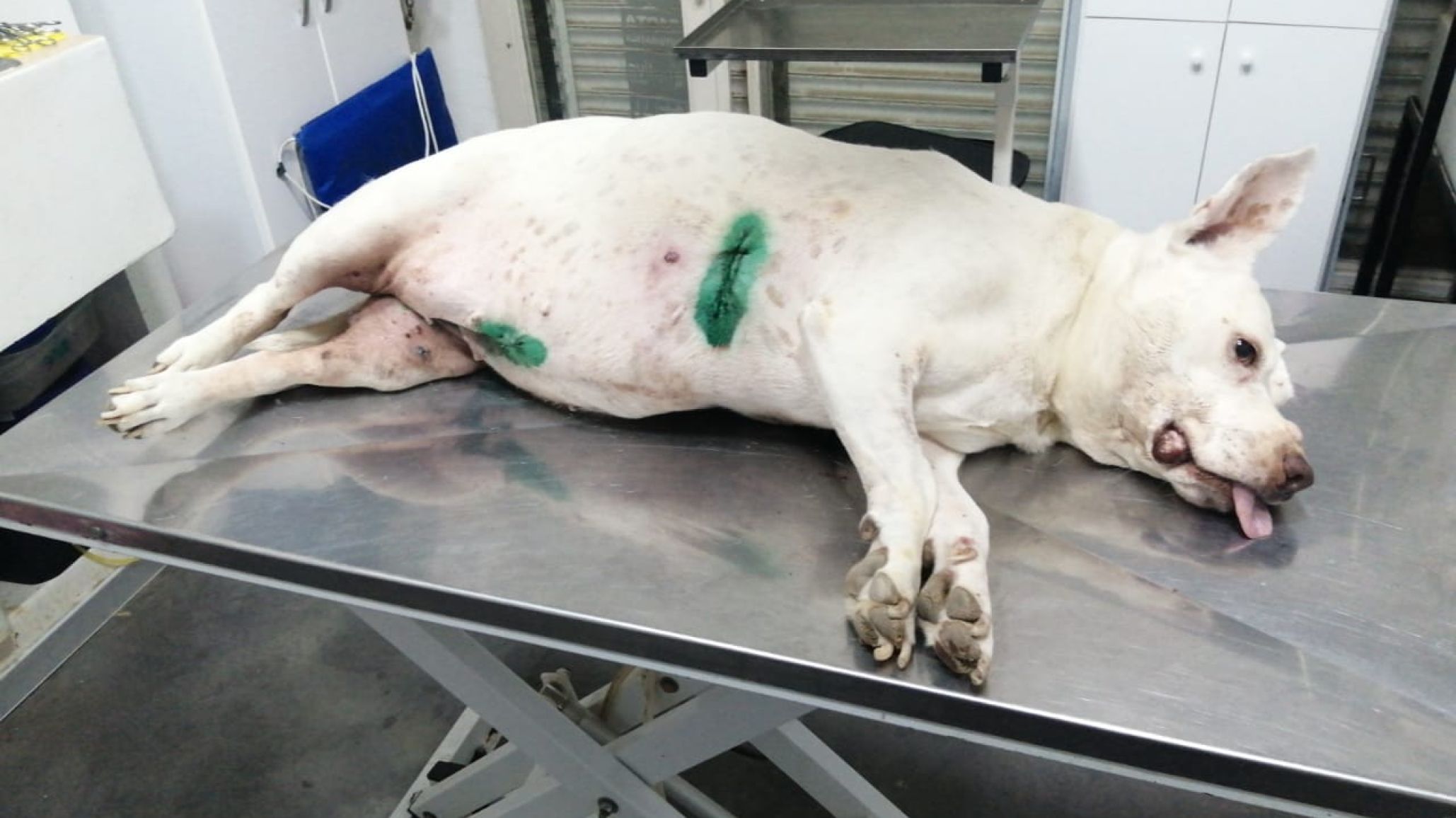 El solidario pedido de un rescatista: debe $240 mil en la veterinaria y pide ayuda para seguir atendiendo a los animales rescatados