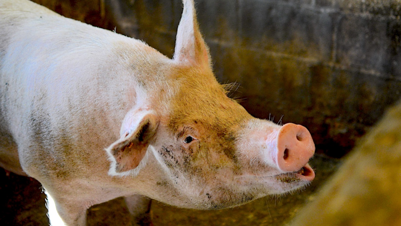 Investigan un posible caso de triquinosis en Comodoro y recuerdan la importancia de analizar la carne antes de consumirla