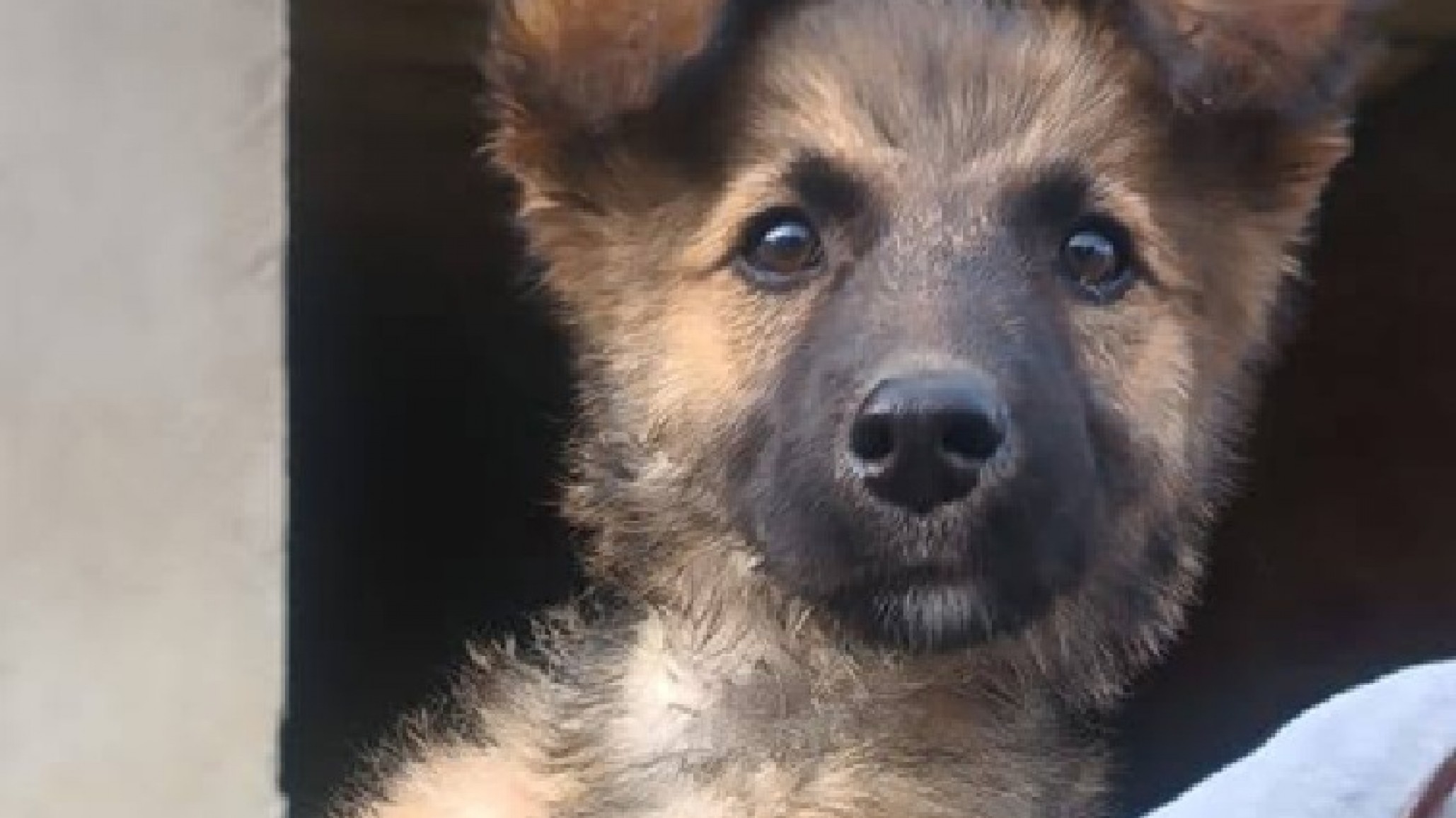 Apenas tiene 3 meses y ya sabe lo que es la crueldad del abandono: la campaña para salvar a una perrita en Comodoro
