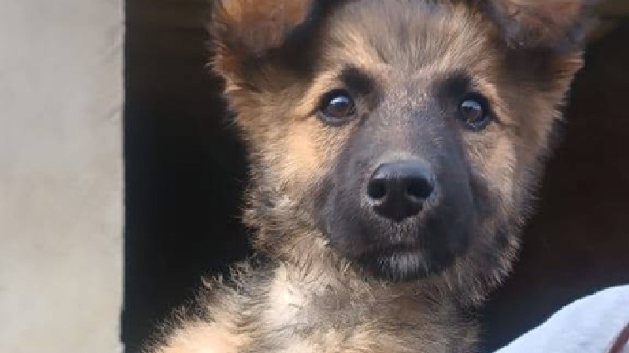 Apenas tiene 3 meses y ya sabe lo que es la crueldad del abandono: la campa馻 para salvar a una perrita en Comodoro