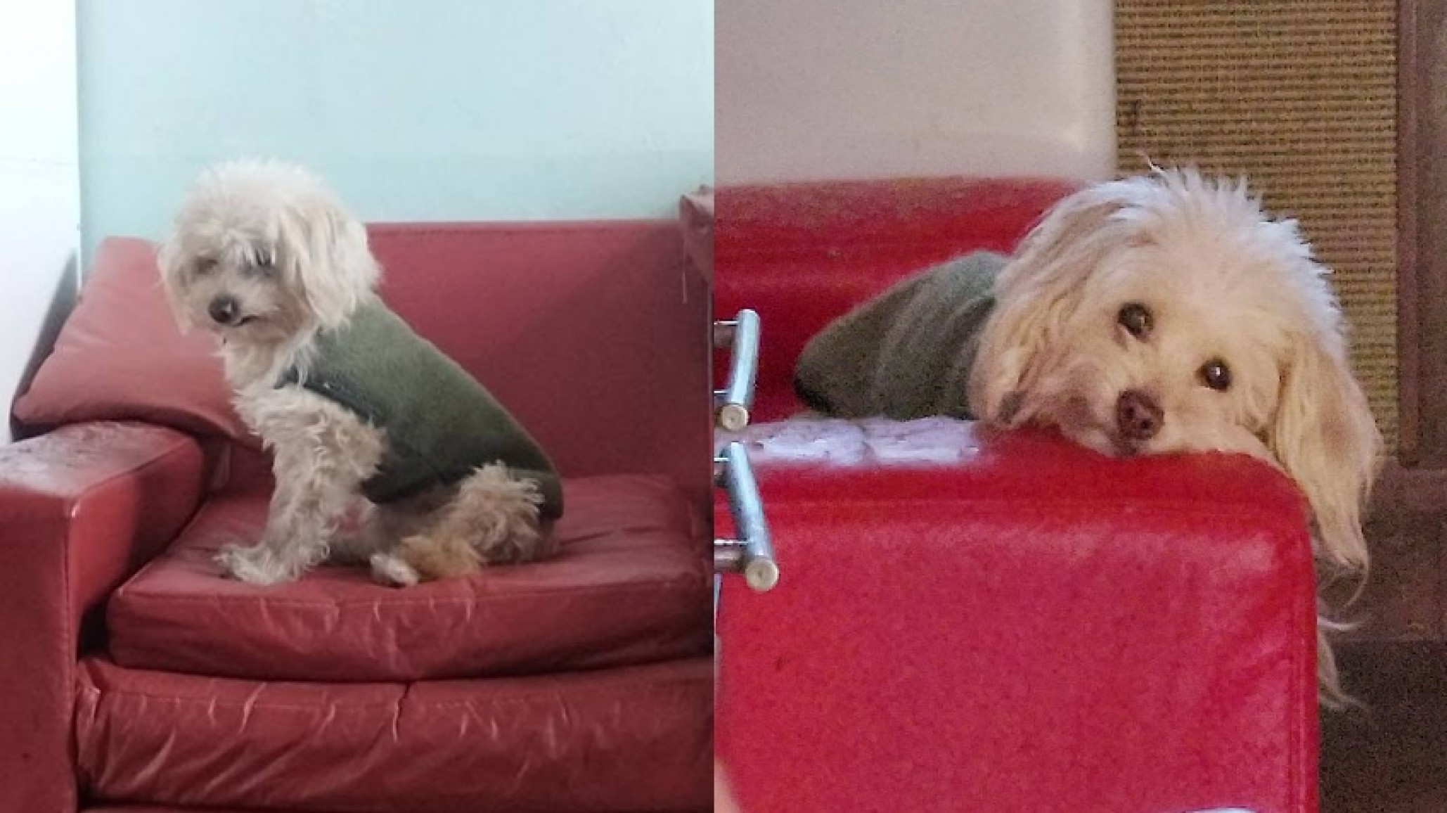 Desapareció Rulo: un perrito viejito, sordo y semi ciego se perdió en el barrio Ñiaco