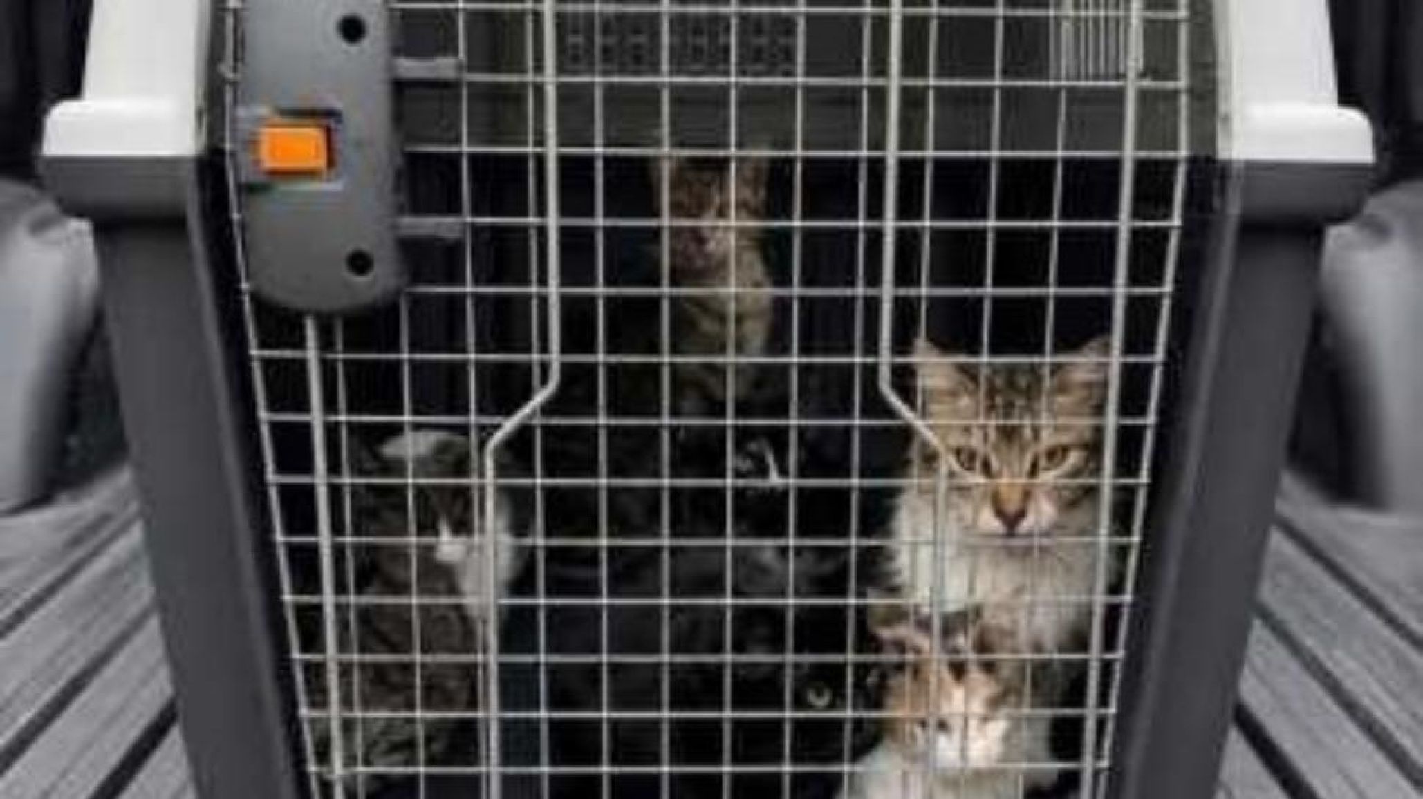 Buscan hogares de tránsito para los más de 50 gatos rescatados de una vivienda en Rawson