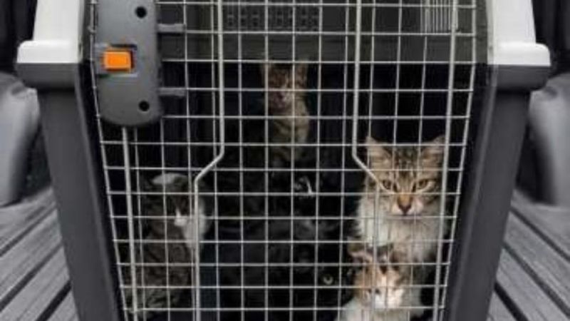 Buscan hogares de tránsito para los más de 50 gatos rescatados de una vivienda en Rawson