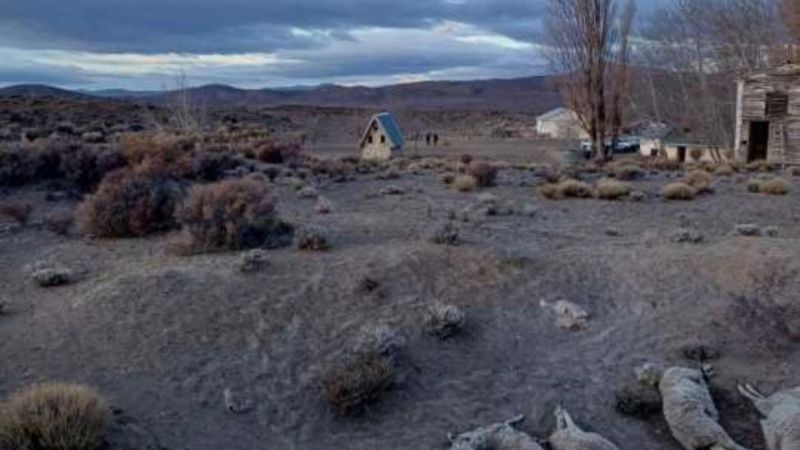 Hallaron 35 ovejas muertas y recuperaron otras 54 durante un operativo rural