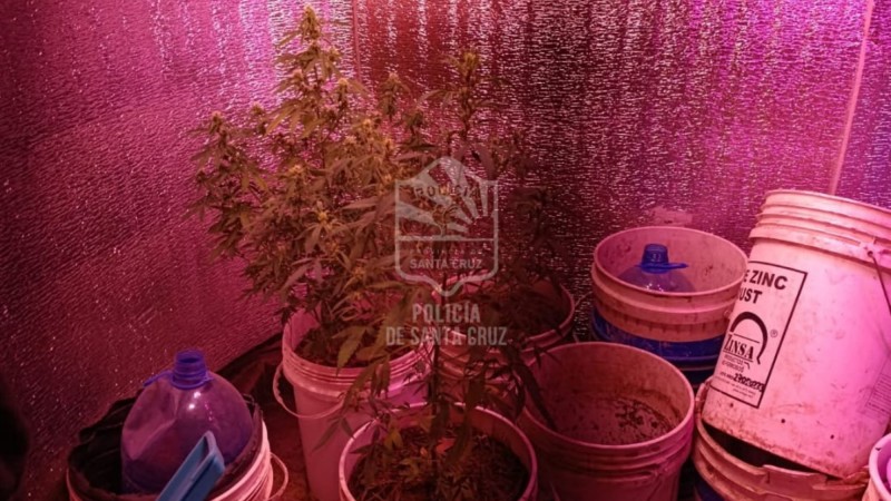 Allanamiento en Caleta Olivia por amenazas: secuestran plantas de cannabis y dispositivos clave para la causa
