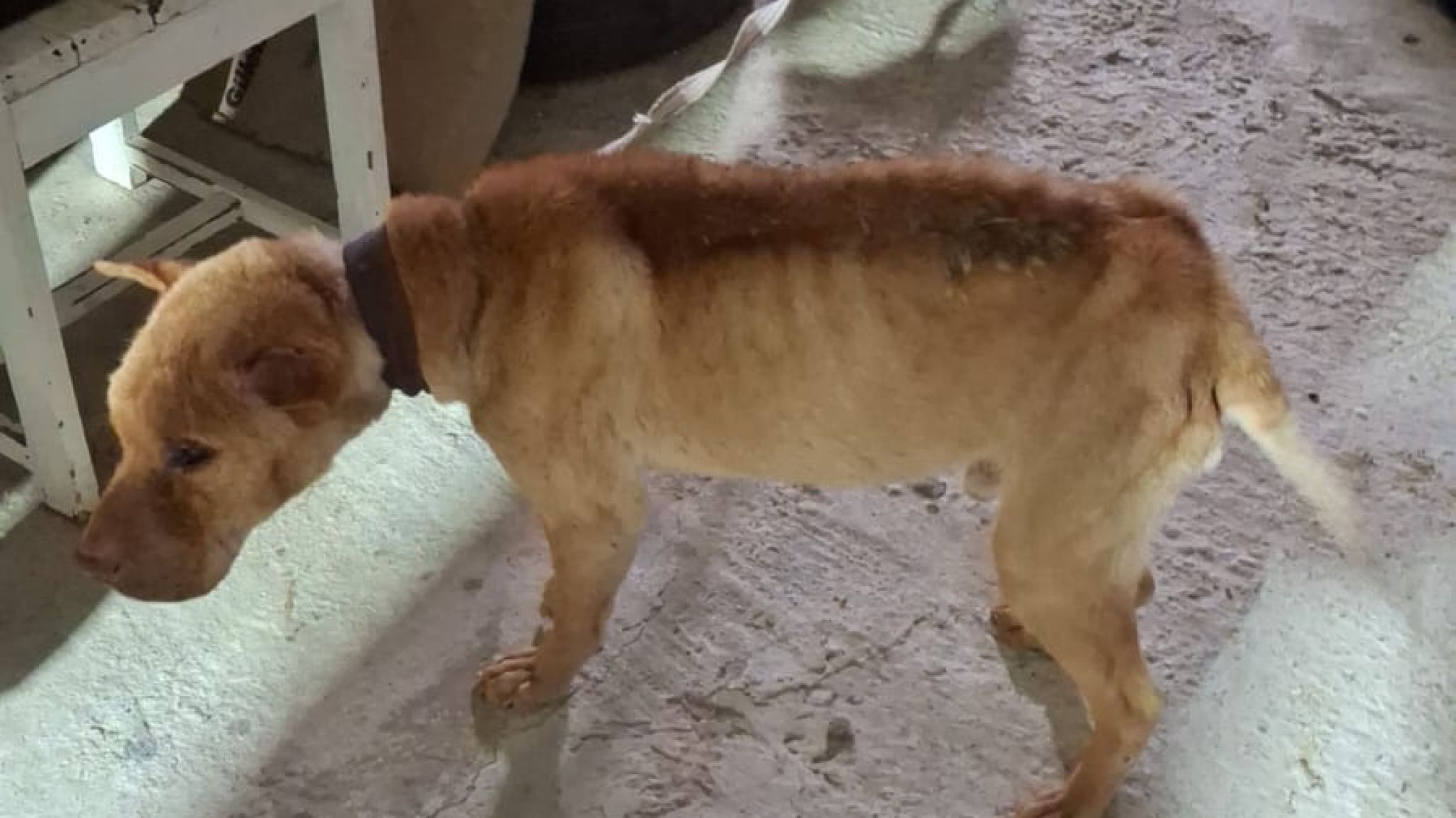 Investigan un presunto caso de maltrato animal tras una denuncia difundida en redes sociales