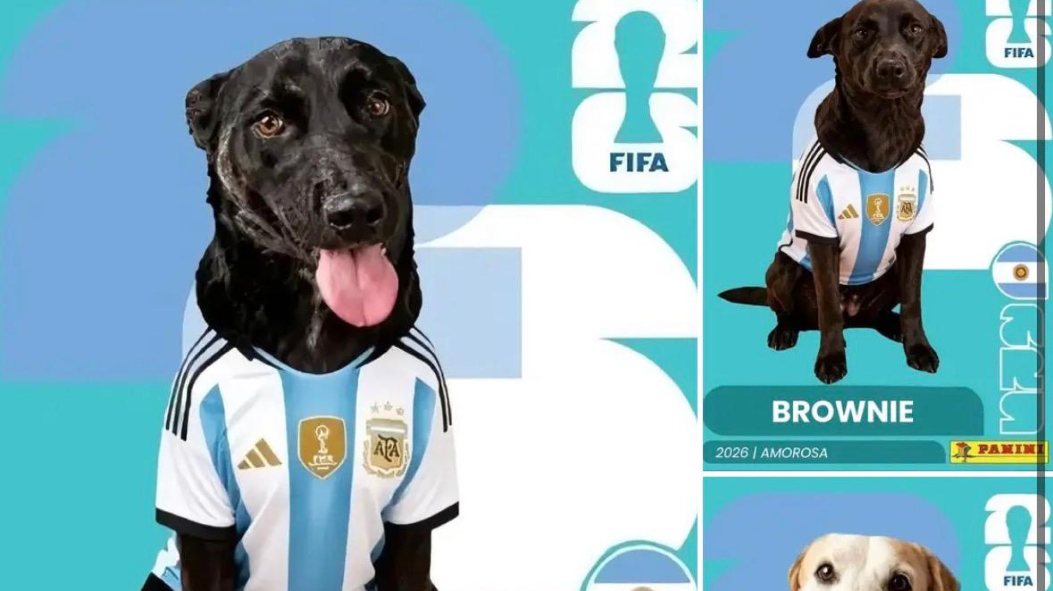 Mientras se vive el Mundial, Mora, Brownie y Frida siguen esperando una familia