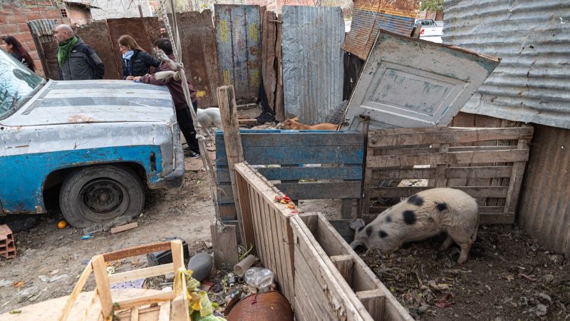 Desmantelan una chanchería clandestina en el barrio Máximo Abásolo: faena ilegal y riesgo sanitario en plena zona urbana
