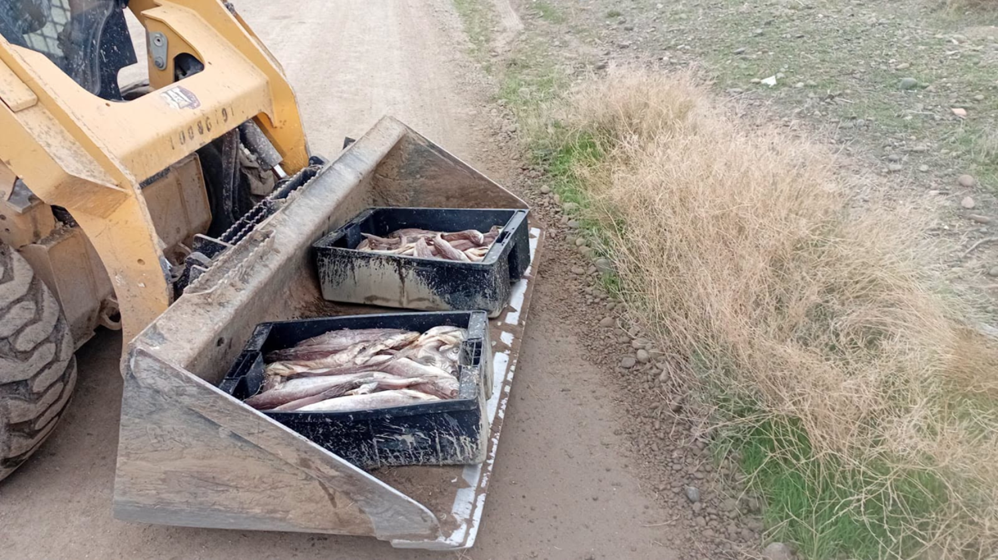Peligro en Standard Norte y Don Bosco: Arrojan toneladas de desechos de pescado en plena vía pública