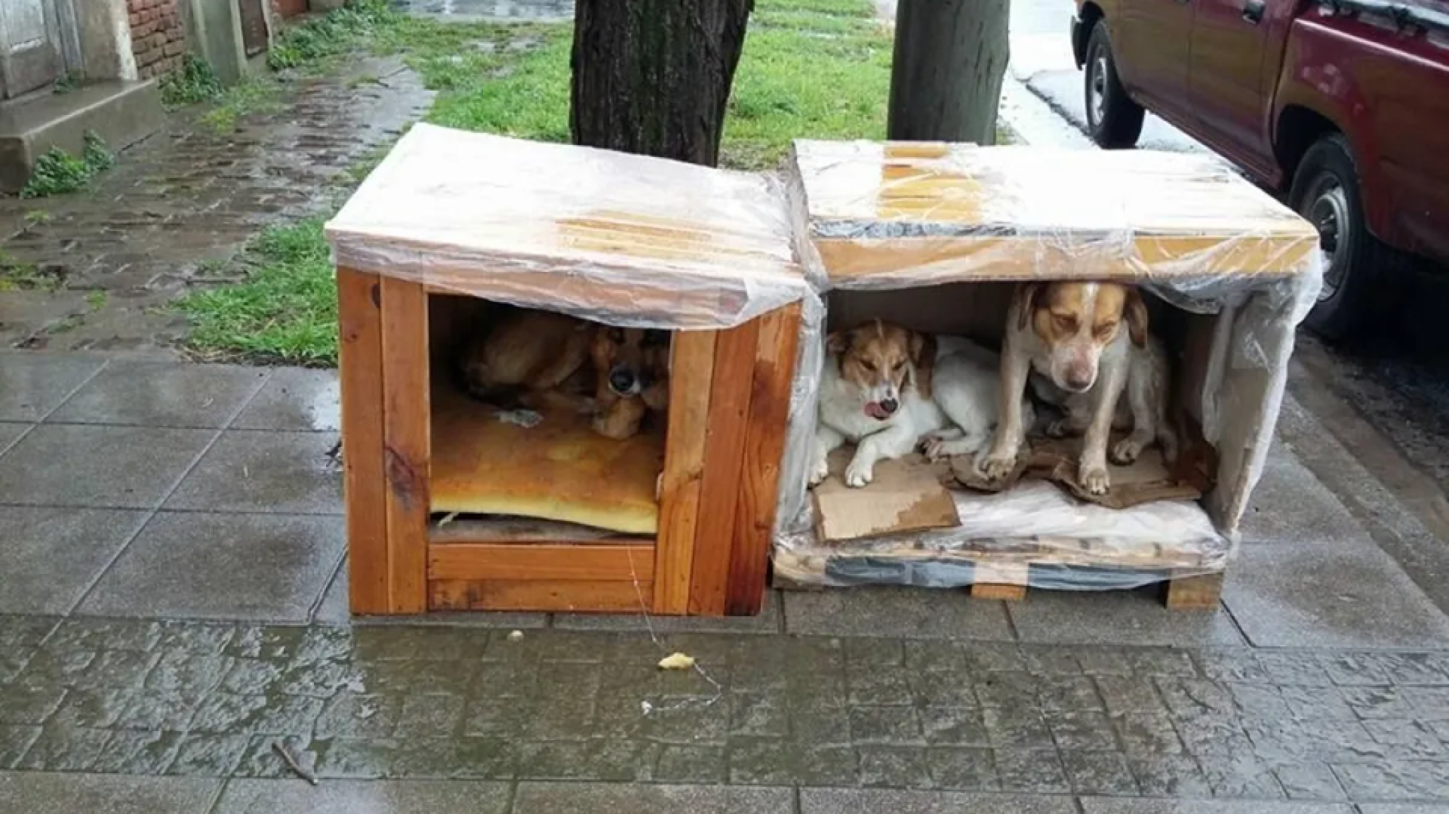Frío extremo en Comodoro: Conciencia Activa lanza una colecta urgente para abrigar a los perros del dispensario