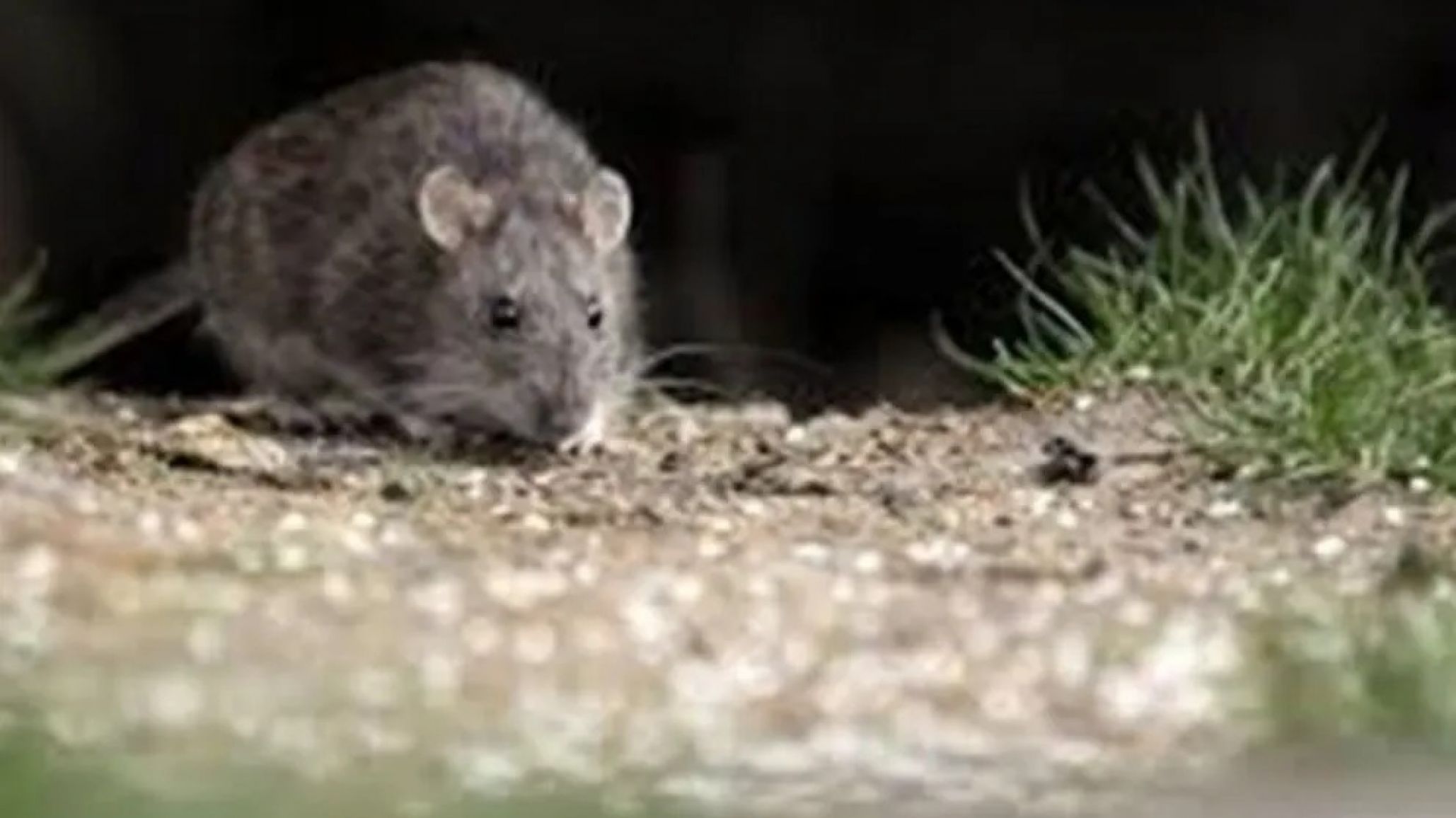 Alerta en la Patagonia: confirmaron un nuevo caso de hantavirus y una mujer permanece internada
