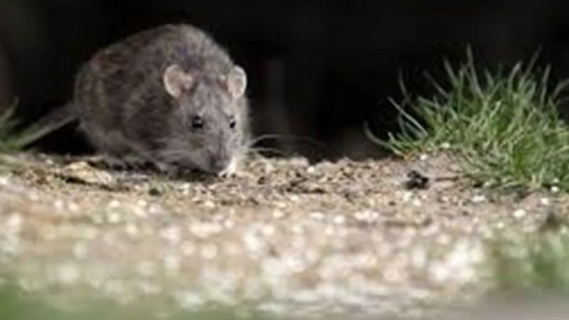 Alerta en la Patagonia: confirmaron un nuevo caso de hantavirus y una mujer permanece internada