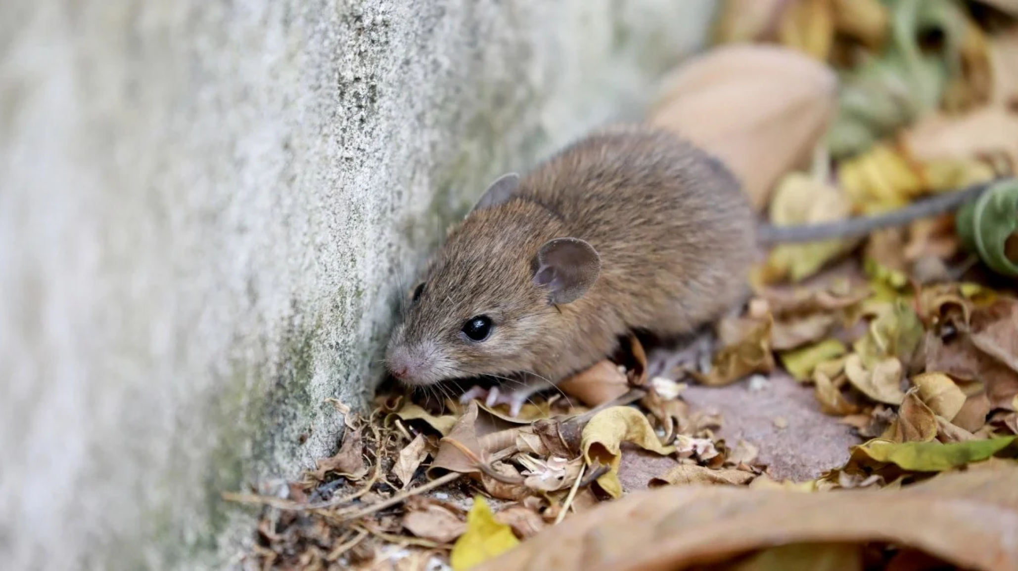 Confirman un nuevo caso de hantavirus en Bariloche y una mujer permanece internada en terapia intensiva