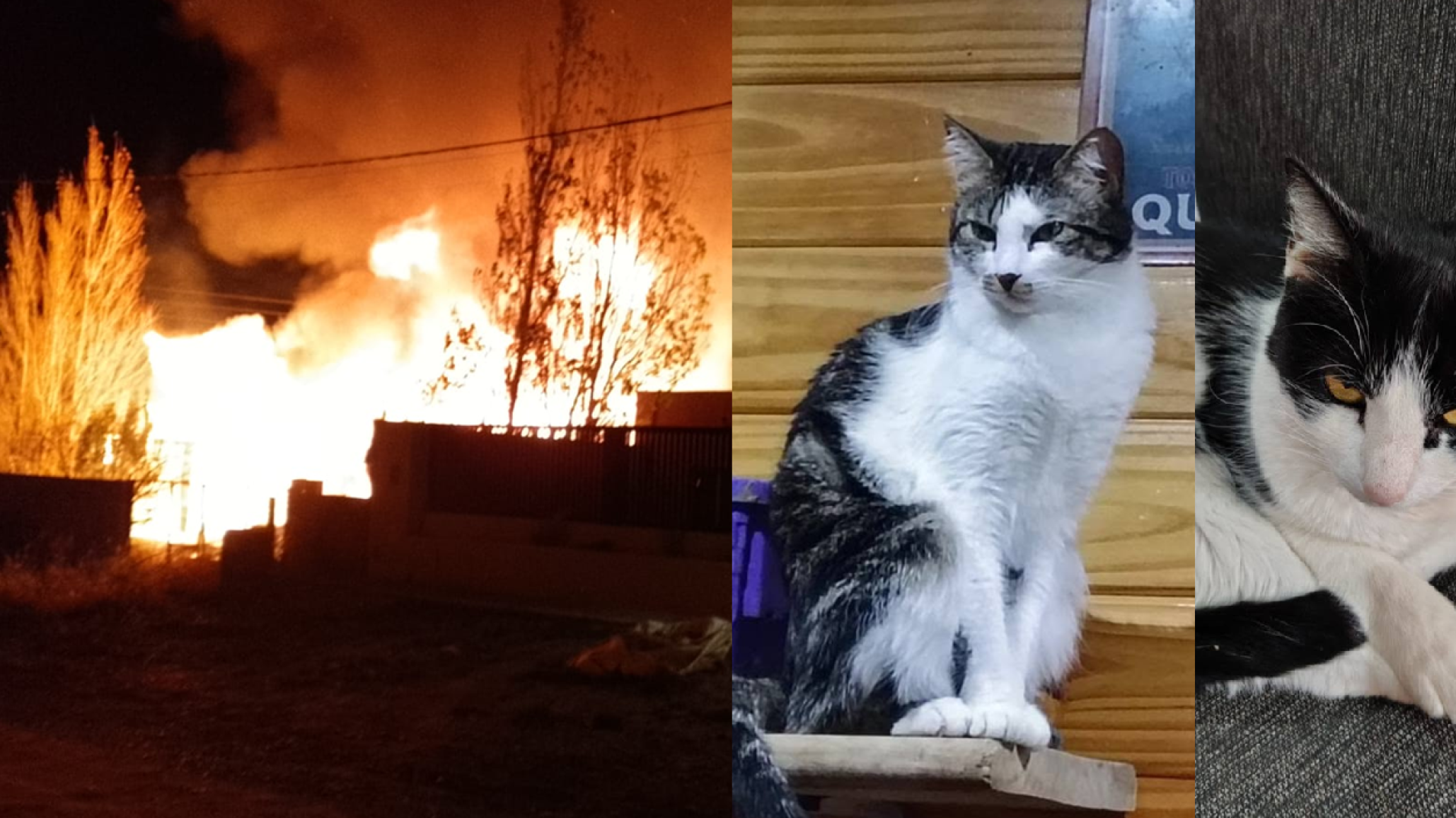 "Eran mis bebés": El dramático mensaje de la comodorense que se quedó sin nada y despidió a sus animales tras el incendio
