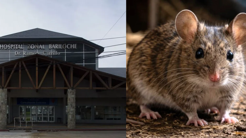 Tragedia en Bariloche: murió la mujer de 45 años que estaba internada por hantavirus