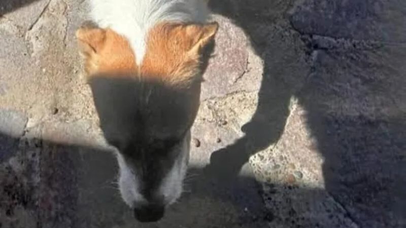 El perro involucrado en la muerte de la niña en Magagna quedó bajo custodia judicial y advierten que no puede ser trasladado