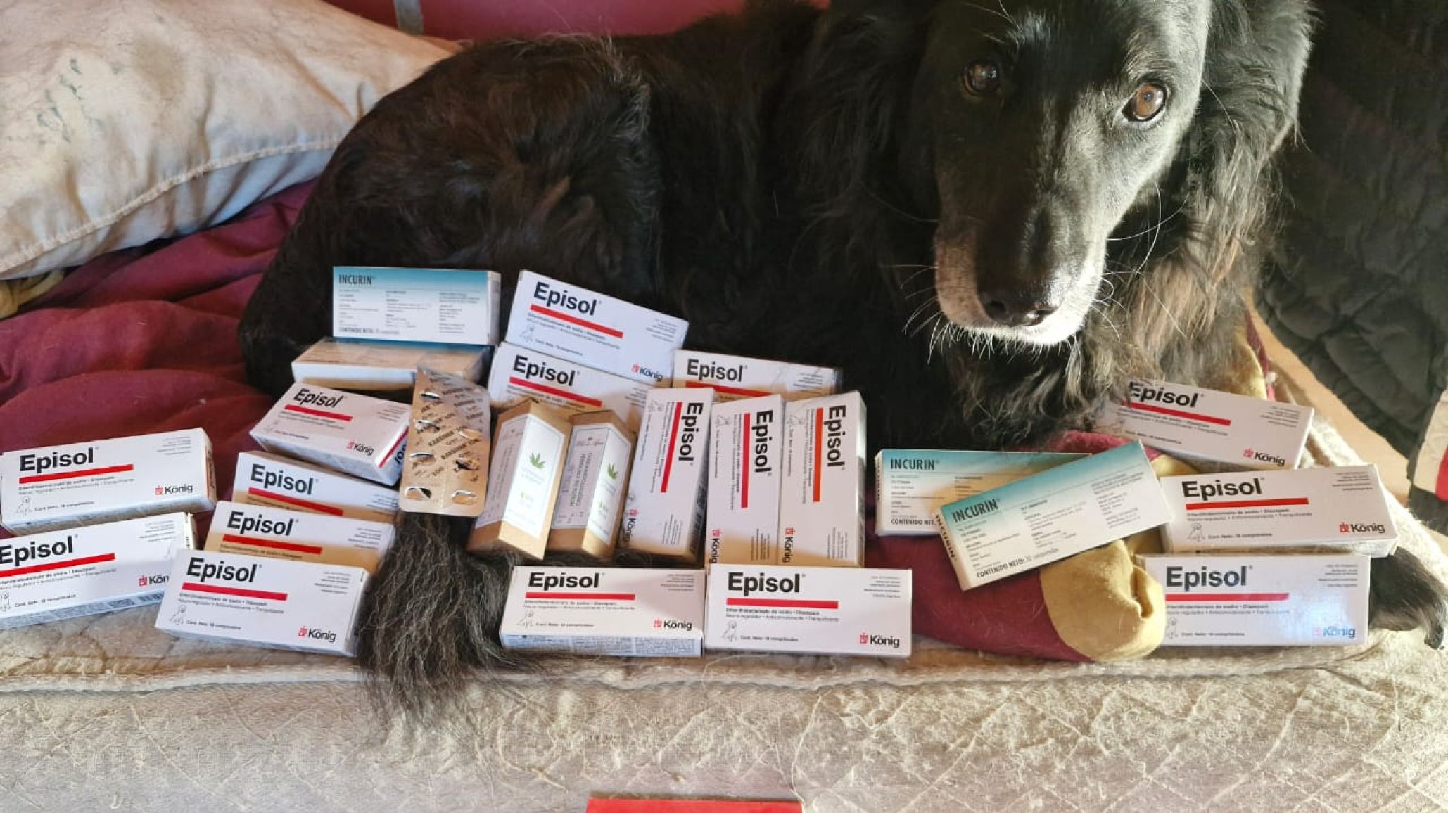 Piden ayuda para saldar una deuda veterinaria y poder seguir rescatando animales en Comodoro