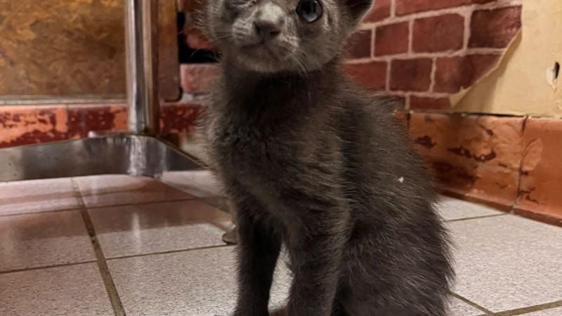 Comodoro Rivadavia: organizan un sorteo solidario para salvar a un gatito herido y piden ayuda urgente