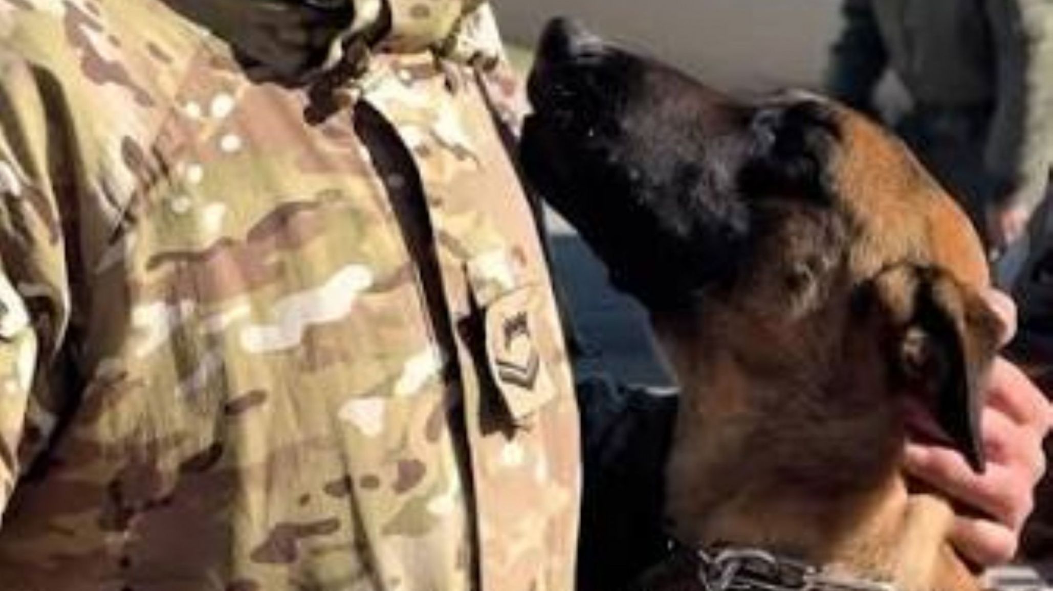 Perros de rescate de la Armada Argentina en Venezuela: misión humanitaria tras los terremotos