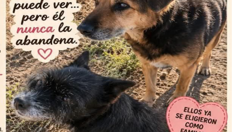 Una conmovedora historia de lealtad en Comodoro: buscan tránsito o adopción para una perrita ciega y su compañero inseparable