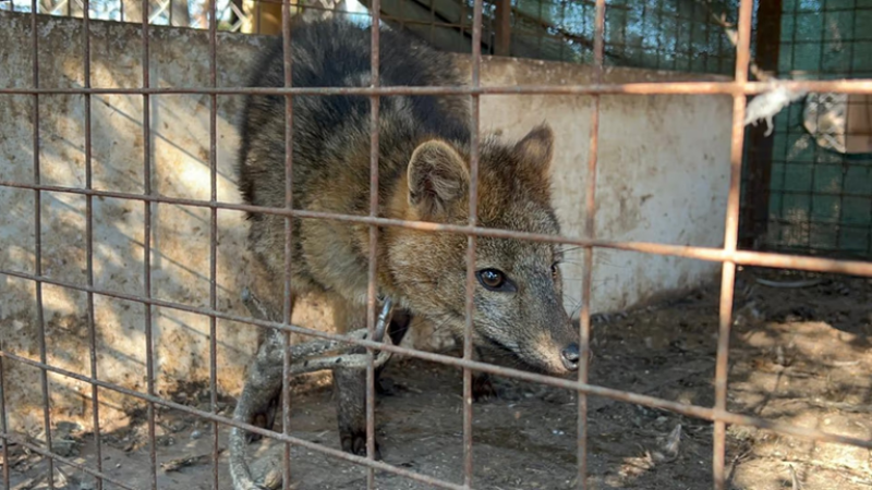 Crueldad tras bambalinas: rescatan a un zorro que era exhibido encadenado en un restaurante
