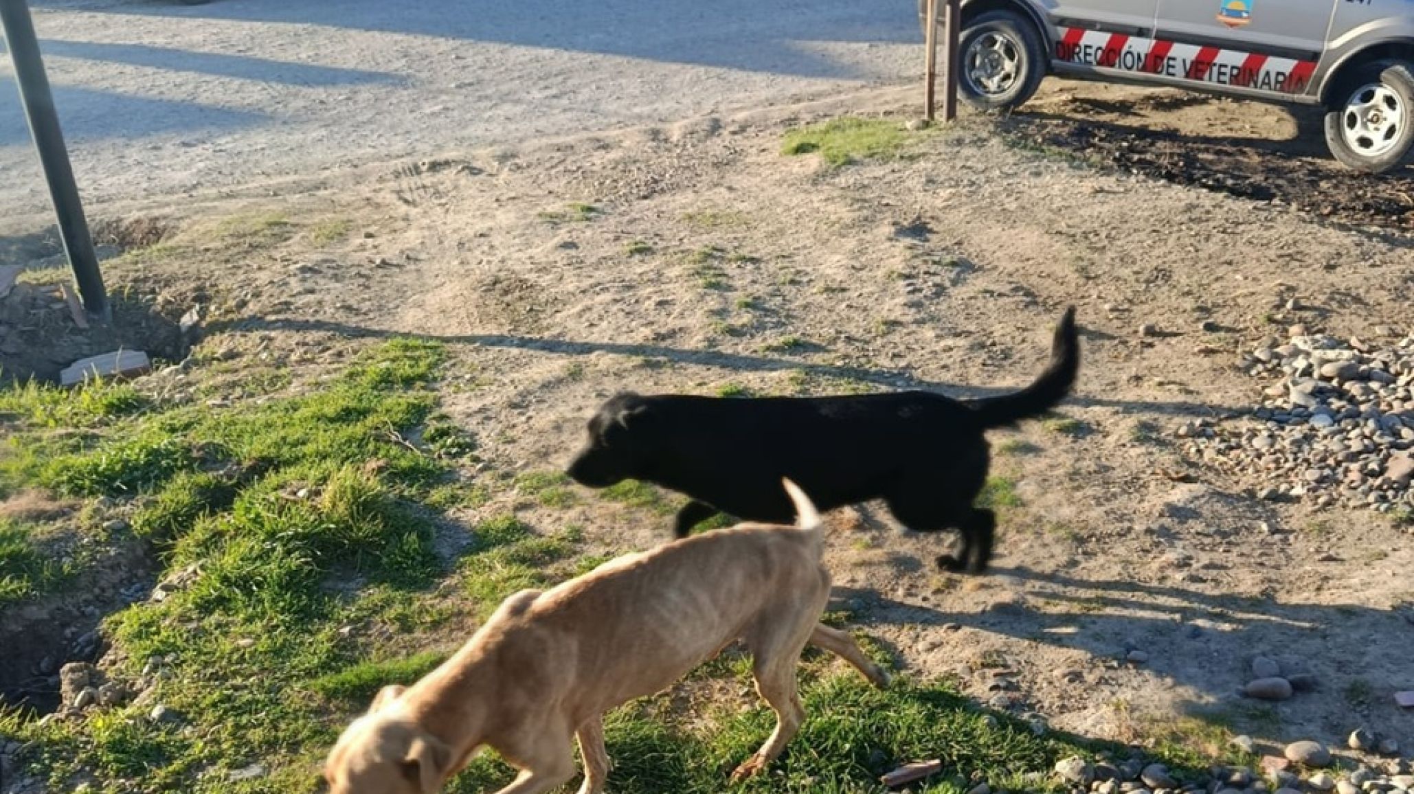 Maltrato animal en Comodoro: allanaron una casa y rescataron a dos perros