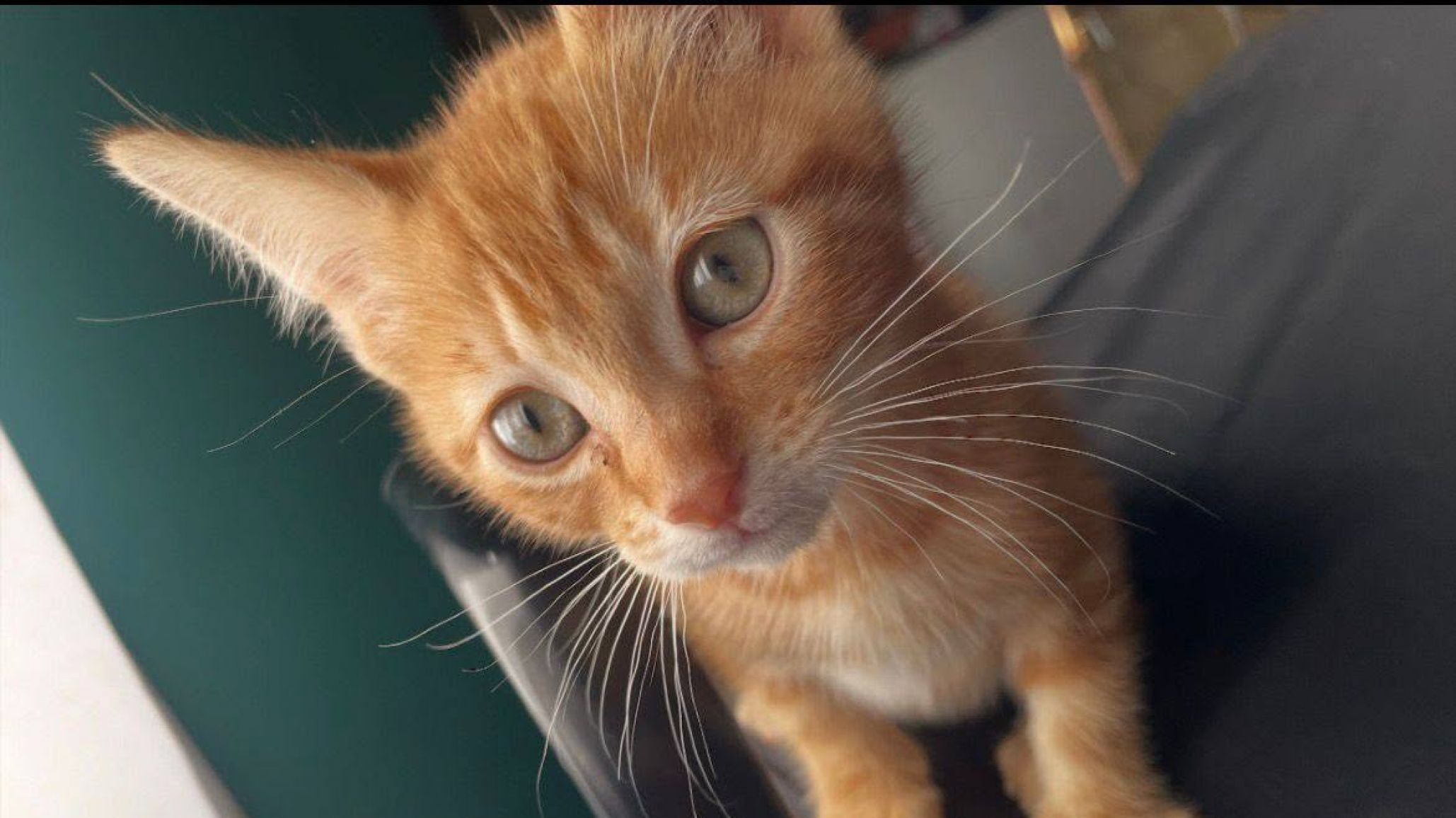 "Voy a llevar esto hasta el final": el reclamo de la dueña de un gato que murió durante una castración