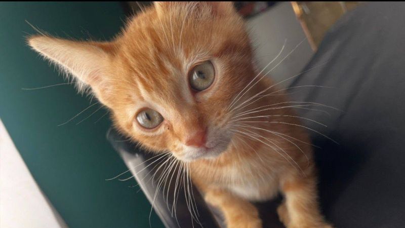 "Voy a llevar esto hasta el final": el reclamo de la dueña de un gato que murió durante una castración