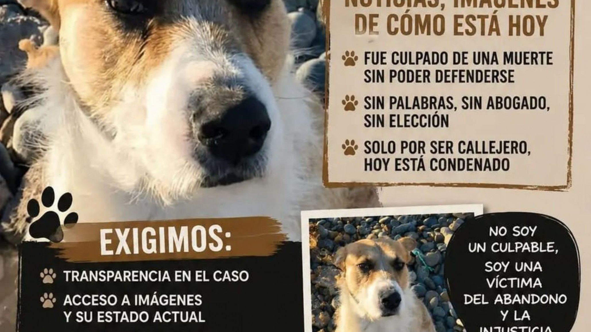 Crece el reclamo por "Perejil": a 21 días sin información, exigen saber el estado del perro bajo custodia