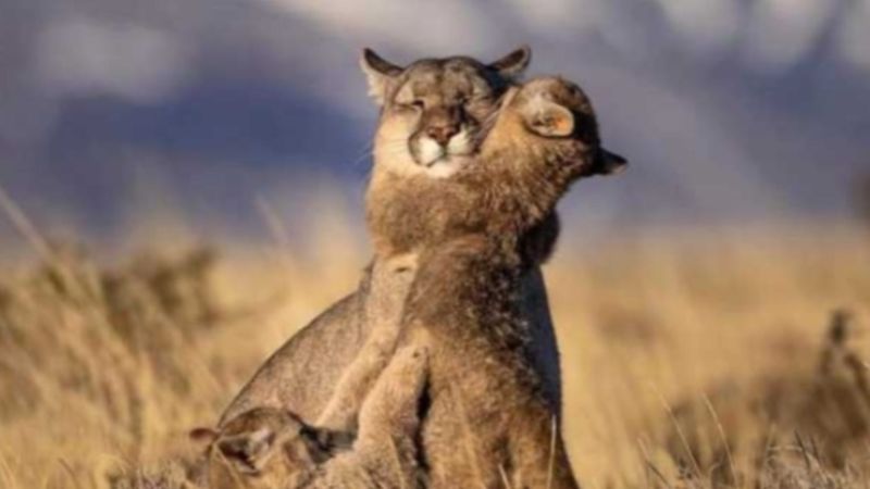 Investigan a varios hombres por cazar pumas y exhibirlos como trofeos en redes sociales