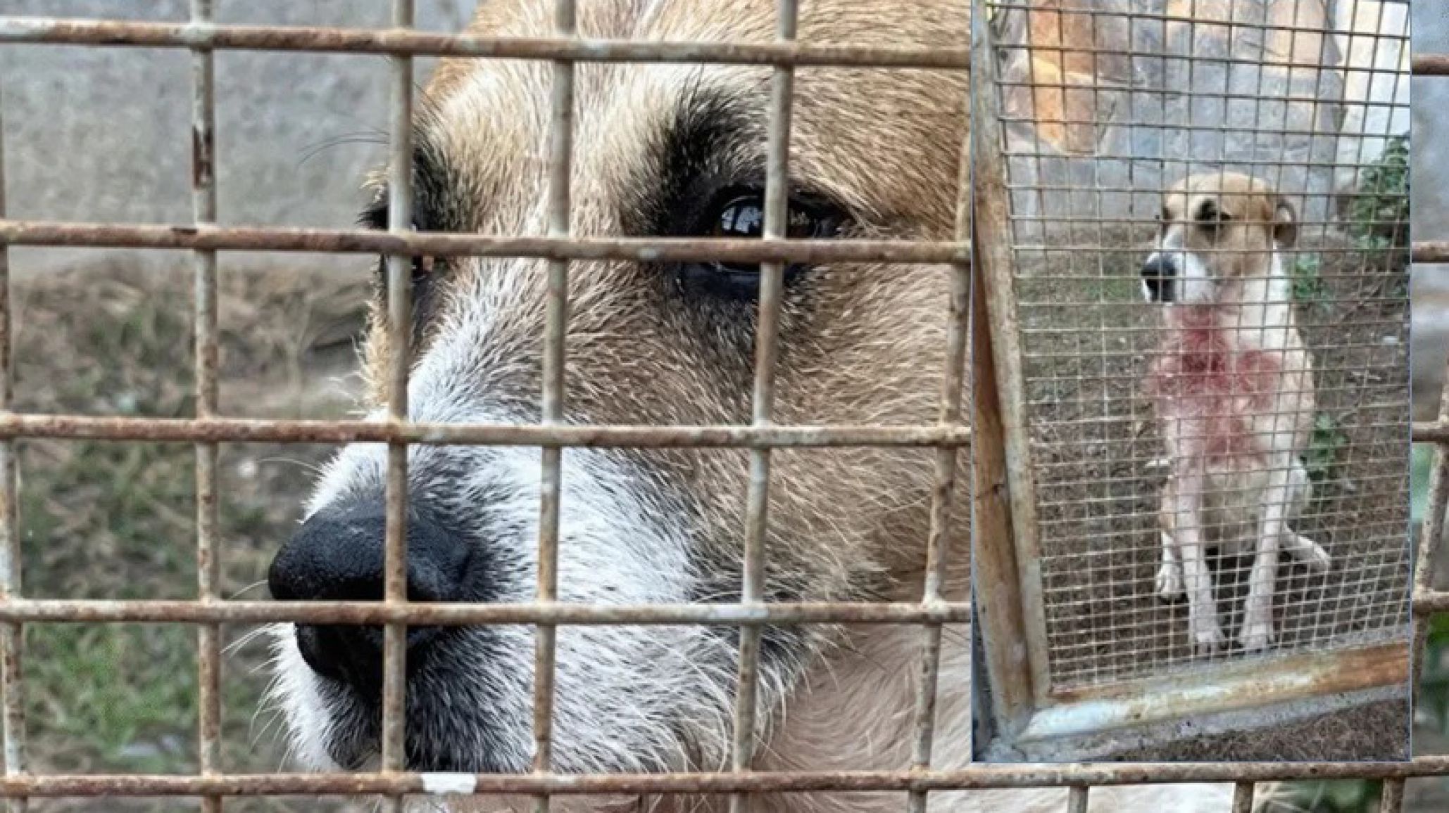 "Queremos verlo con vida": proteccionistas reclaman un video de Perejil, el perro involucrado en el caso Magagna