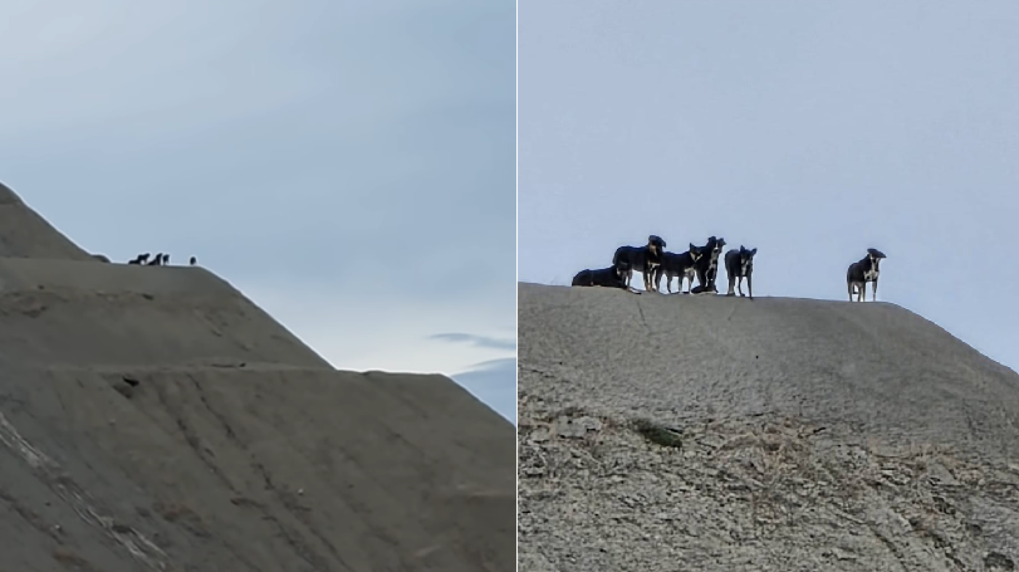 "Son más de diez y casi iguales": el misterio detrás de los perros que viven en lo alto del cerro Chenque